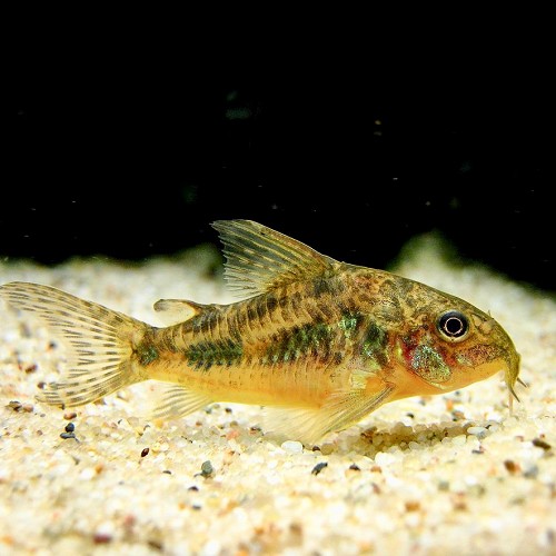 Corydoras paleatus - Peppered corry L